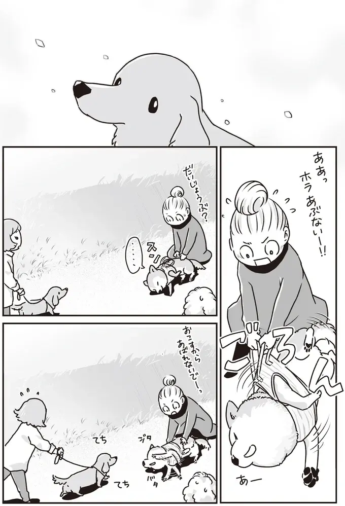 愛犬たちが若い頃はよくこうして並んで散歩した...シニアになったミニチュアダックスと柴犬／愛犬グミと銀次郎と過ごした日々（5）