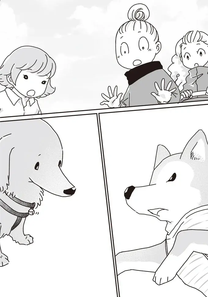 愛犬たちが若い頃はよくこうして並んで散歩した...シニアになったミニチュアダックスと柴犬／愛犬グミと銀次郎と過ごした日々（6）