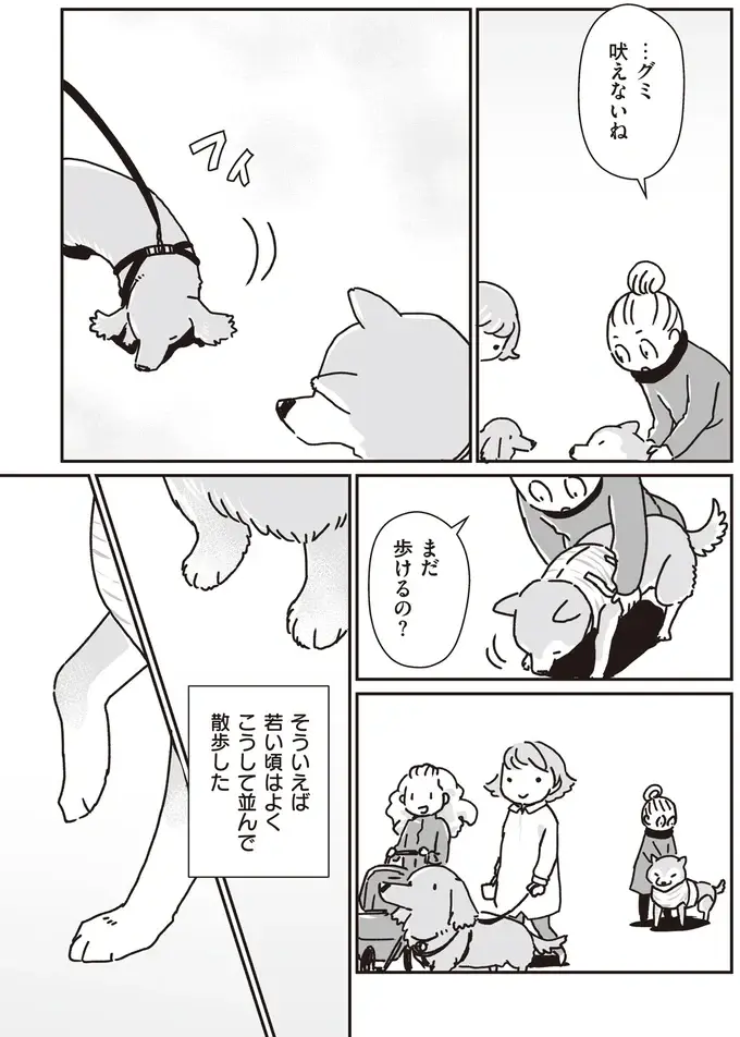 愛犬たちが若い頃はよくこうして並んで散歩した...シニアになったミニチュアダックスと柴犬／愛犬グミと銀次郎と過ごした日々（7）