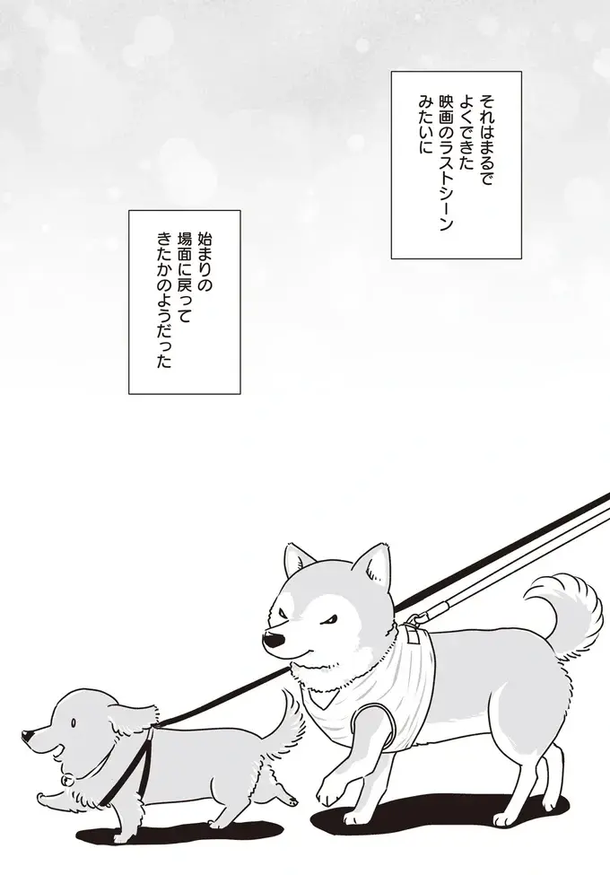 愛犬たちが若い頃はよくこうして並んで散歩した...シニアになったミニチュアダックスと柴犬／愛犬グミと銀次郎と過ごした日々（8）