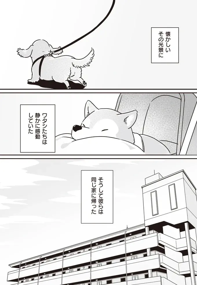 愛犬たちが若い頃はよくこうして並んで散歩した...シニアになったミニチュアダックスと柴犬／愛犬グミと銀次郎と過ごした日々（9）
