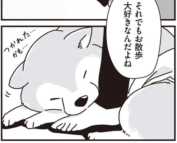 愛犬が年をとって足が弱ってきた。それでもお散歩大好きだから...／愛犬グミと銀次郎と過ごした日々（1）