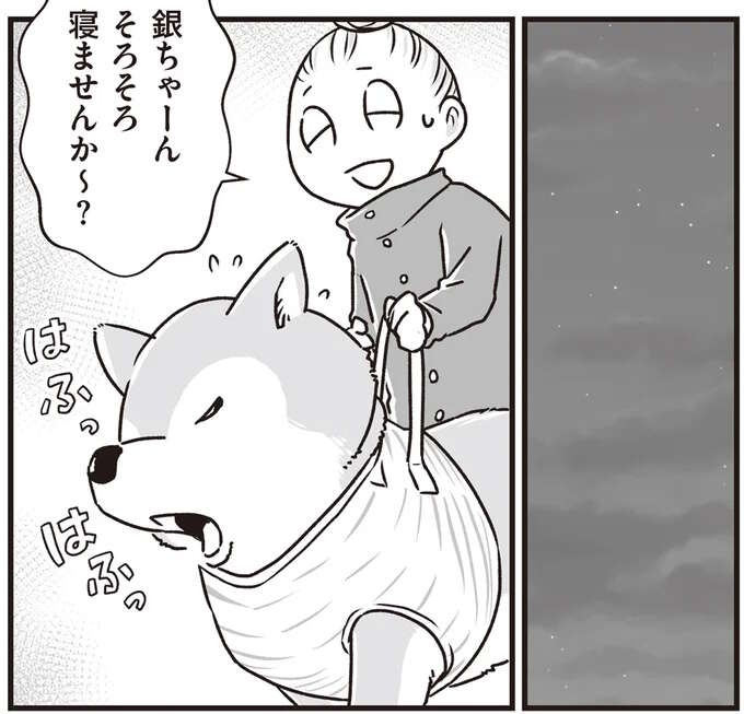 シニア柴犬との深夜の散歩。同じ場所をぐるぐる歩き、まるで世界で2人きりのよう...／愛犬グミと銀次郎と過ごした日々（1）