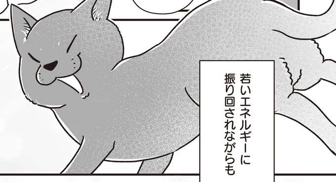 毎日シニア犬たちに元気いっぱいに絡む、元野良猫のニューフェイス／愛犬グミと銀次郎と過ごした日々（1）