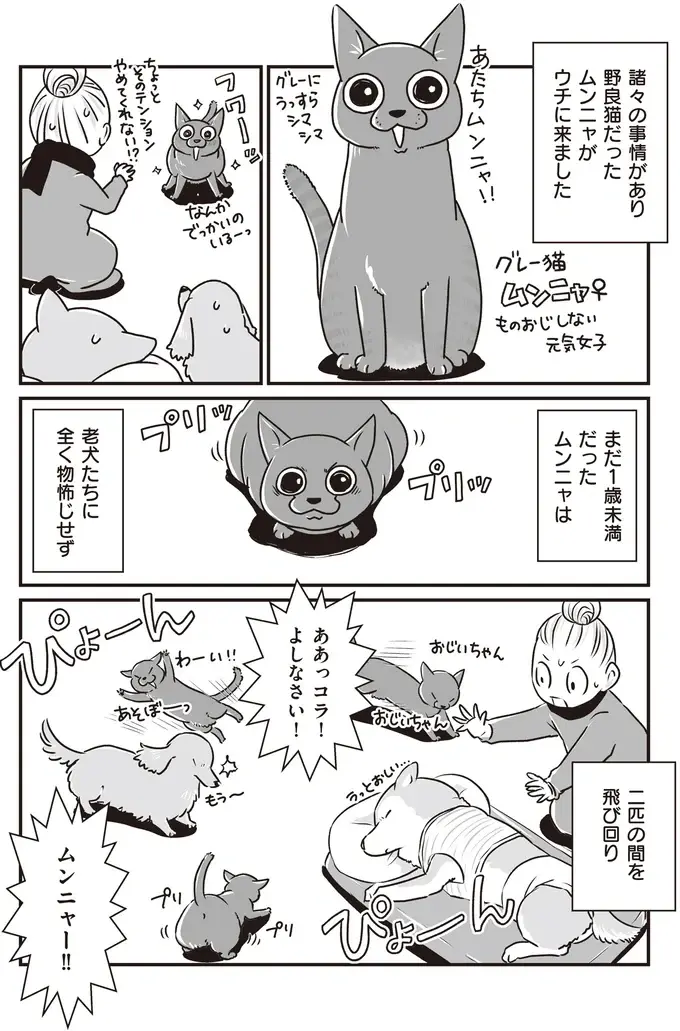 毎日シニア犬たちに元気いっぱいに絡む、元野良猫のニューフェイス／愛犬グミと銀次郎と過ごした日々（3）