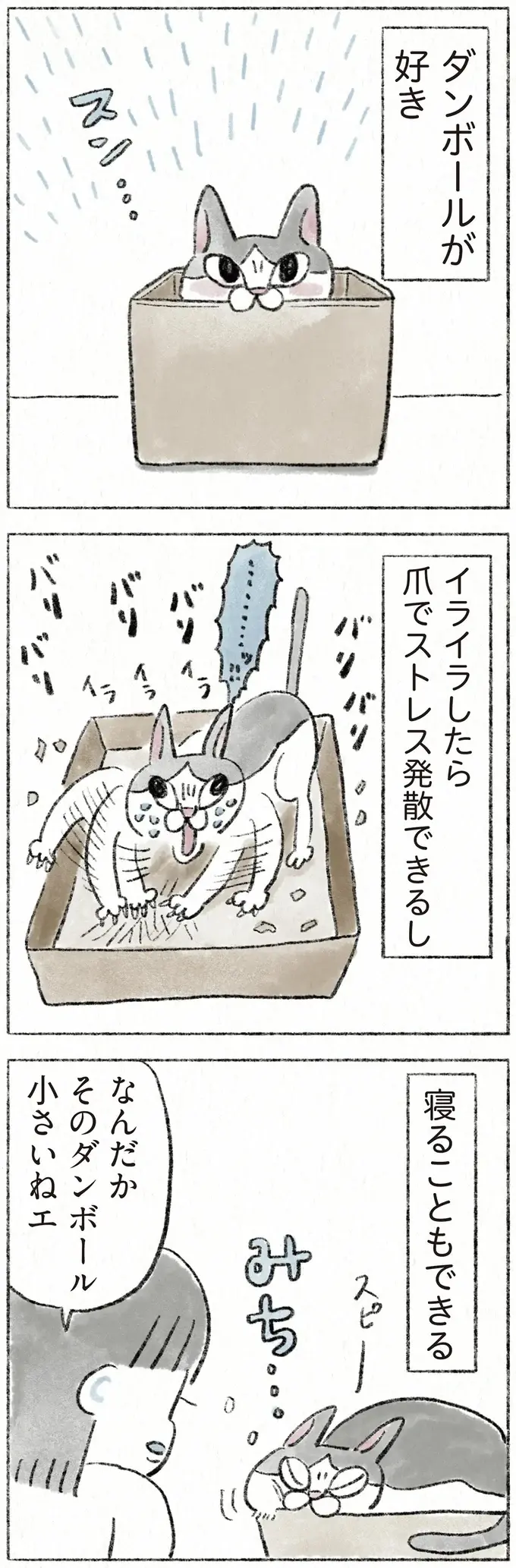 もはや入れてないだろ...。愛猫が「みちみち小さい段ボール箱」を好きすぎる／うちの猫は今日も塩対応（2）