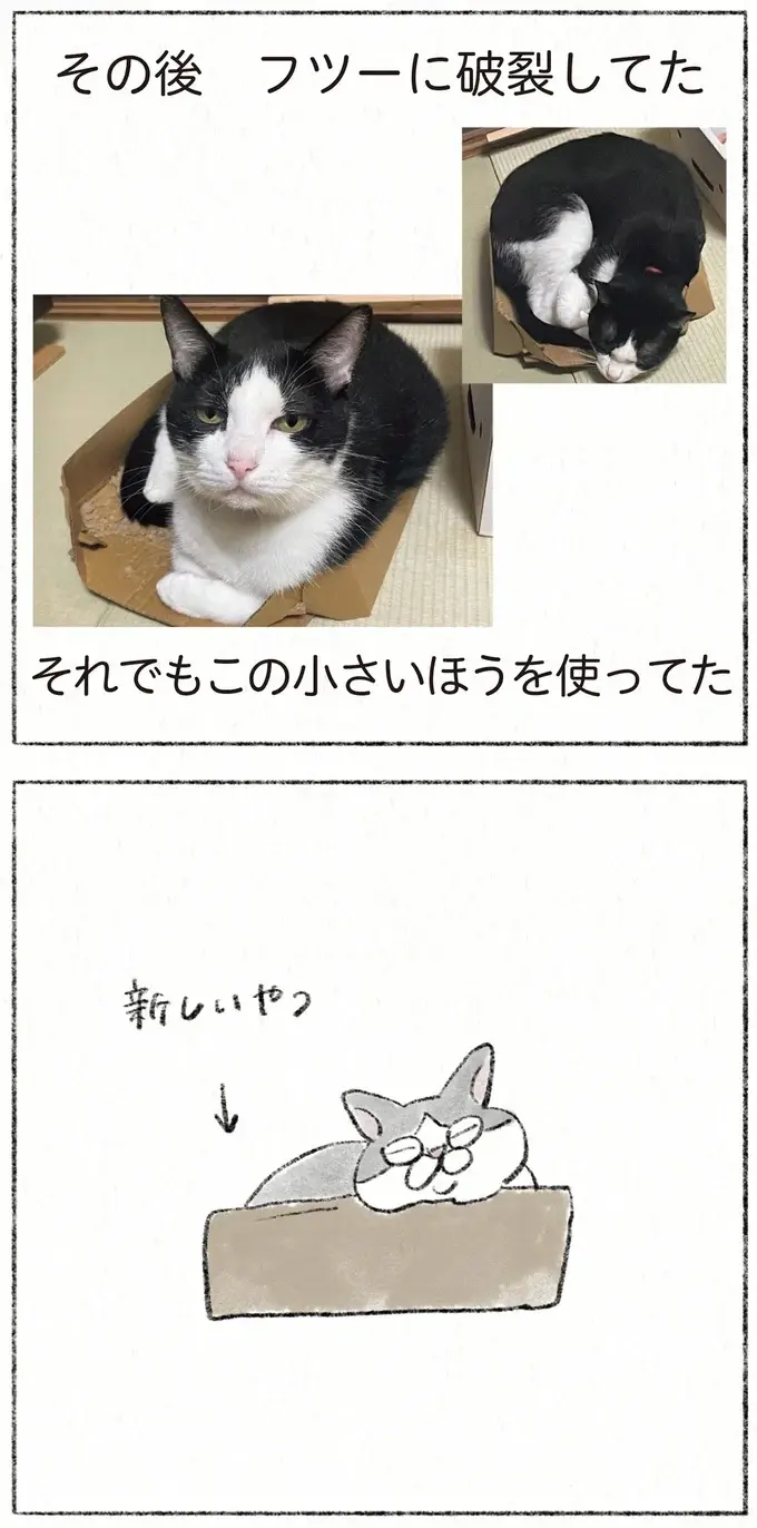 もはや入れてないだろ...。愛猫が「みちみち小さい段ボール箱」を好きすぎる／うちの猫は今日も塩対応（4）