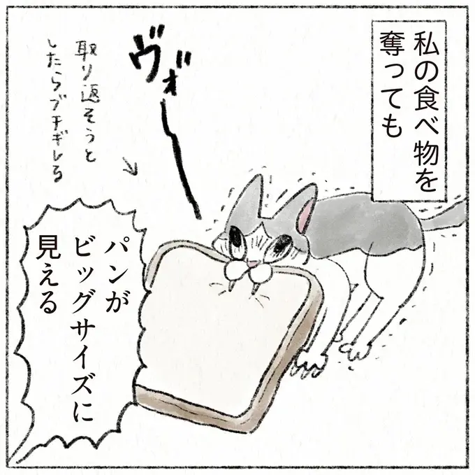 あんなに小さかった子猫時代。少しでも力を入れたら...とビビり散らかしていたが、現在の姿は／うちの猫は今日も塩対応（1）