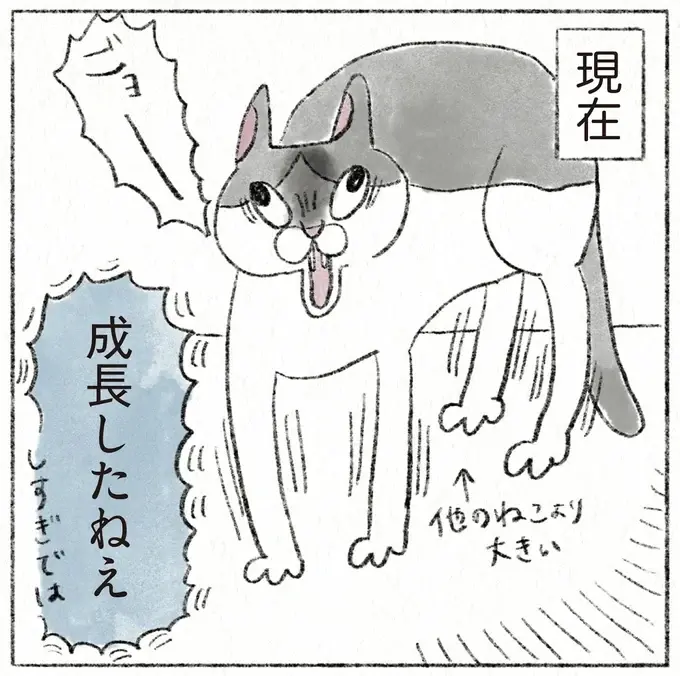 あんなに小さかった子猫時代。少しでも力を入れたら...とビビり散らかしていたが、現在の姿は／うちの猫は今日も塩対応（6）