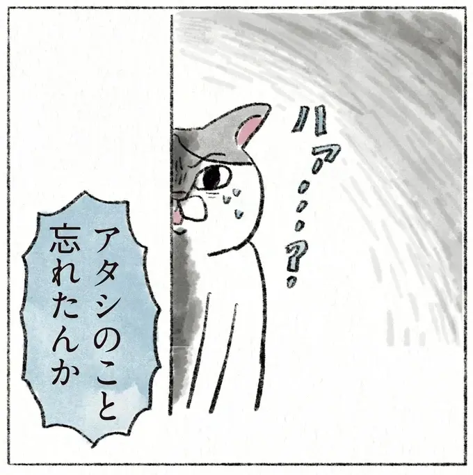 「アタシのこと忘れたんか」愛猫が、実家に帰省した娘を思い出すまでの試練／うちの猫は今日も塩対応（1）