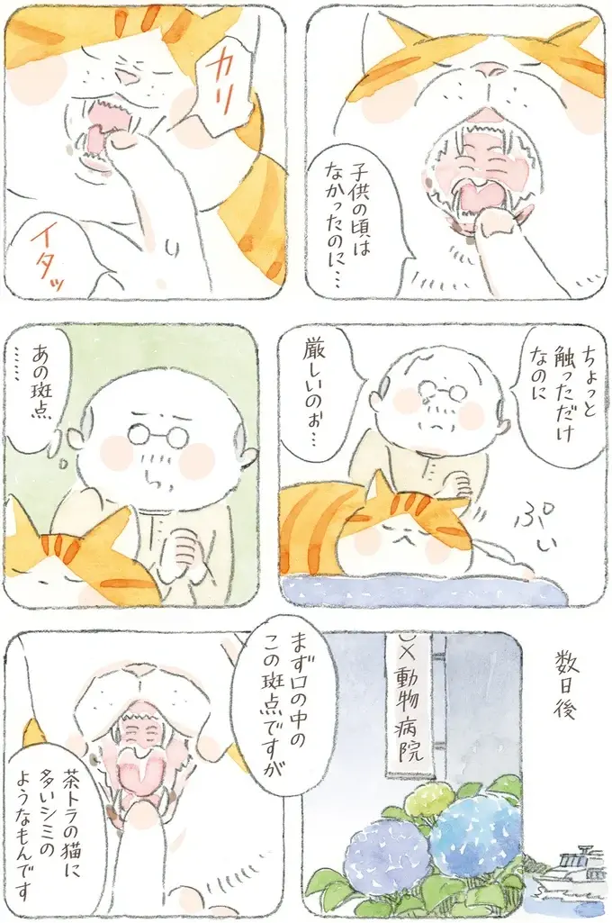 猫も犬も長生きしてほしい...ダイエットが辛いのはペットも飼い主も同じ!?／ねことじいちゃん12（6）