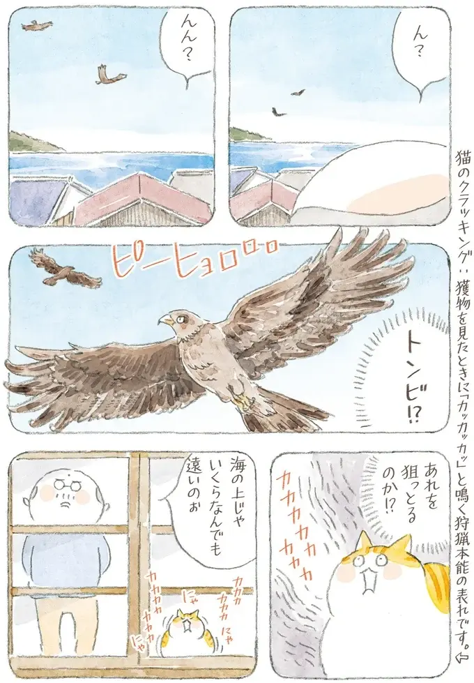 「猫とは奥深いものよ」猫が喜ぶという動画はスルーなのに、なぜこれに食いつく？／ねことじいちゃん12（6）