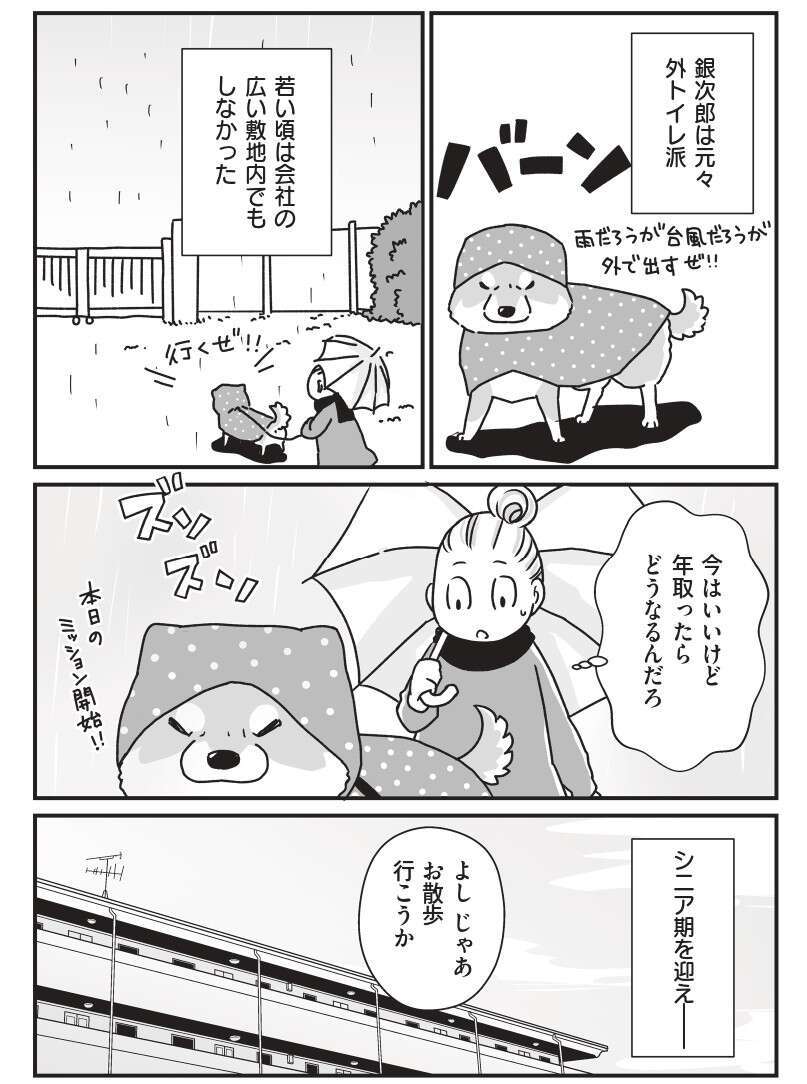 ミニチュアダックスと柴犬。シニアになって「おトイレ問題」が勃発...⁉／愛犬グミと銀次郎と過ごした日々（4）
