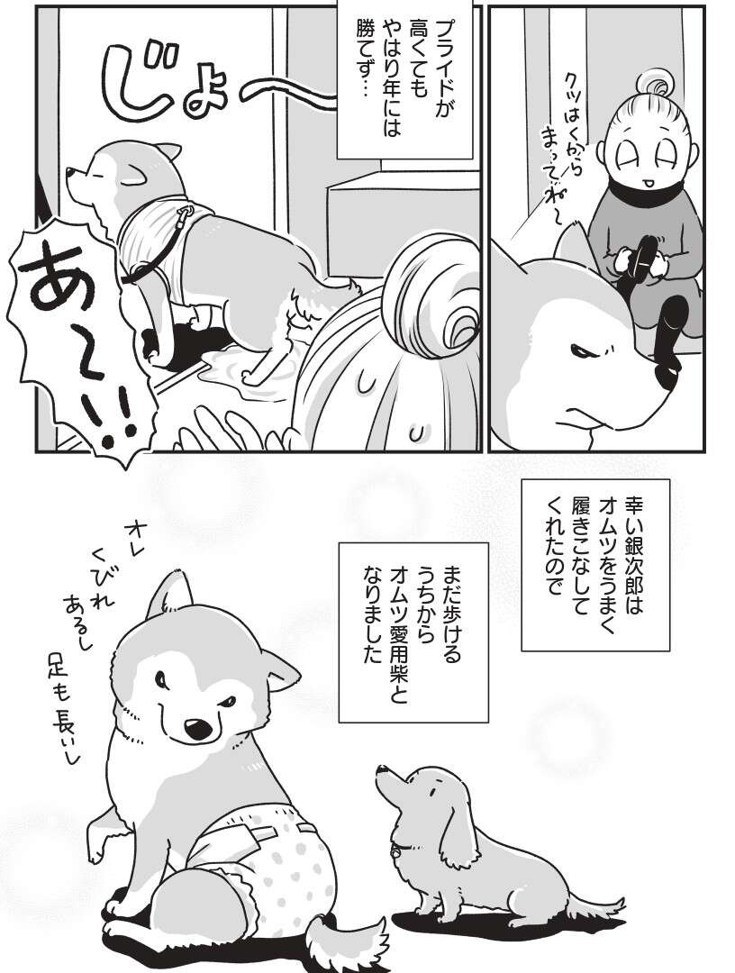 ミニチュアダックスと柴犬。シニアになって「おトイレ問題」が勃発...⁉／愛犬グミと銀次郎と過ごした日々（5）