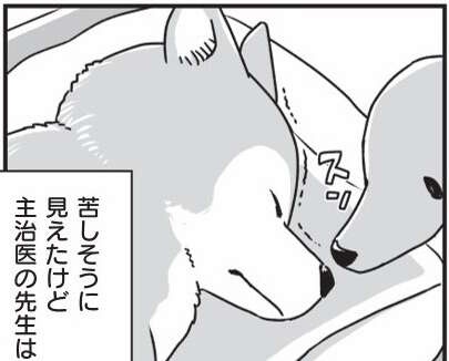 意識がなくなり、旅立っていった柴犬・銀次郎。長い年月を一緒に過ごして／愛犬グミと銀次郎と過ごした日々（1）