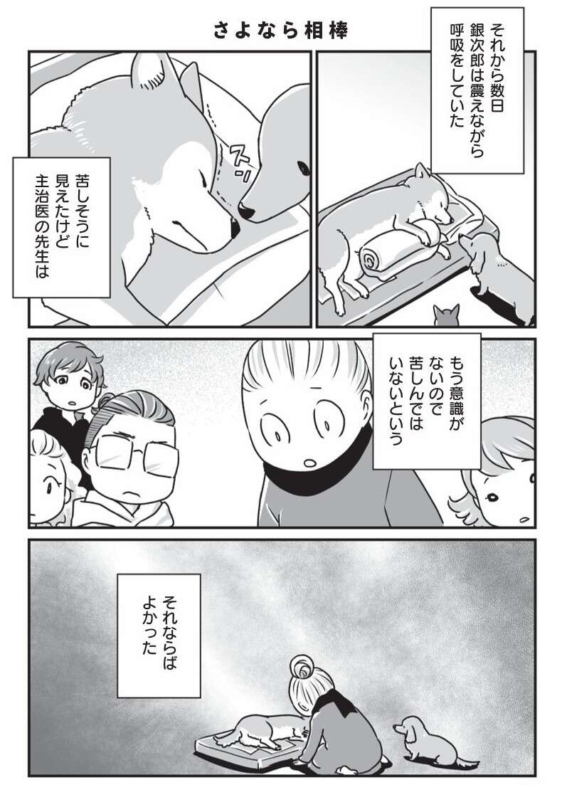 意識がなくなり、旅立っていった柴犬・銀次郎。長い年月を一緒に過ごして／愛犬グミと銀次郎と過ごした日々（2）