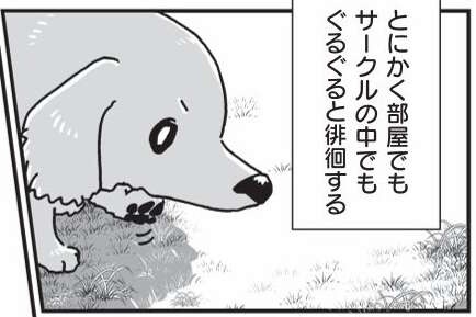 相棒だった愛犬が亡くなり、もう1匹の愛犬も年をとり...／愛犬グミと銀次郎と過ごした日々（1）