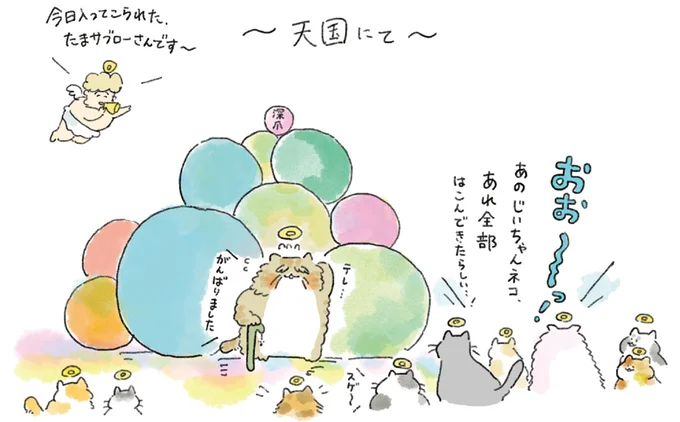 この世を去るとき飼い主の不幸を持っていける!? 老猫が選んだものは...／天国での暮らしはどうですか（6）