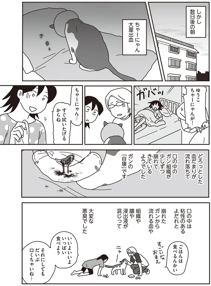ついに始まった猫のガンの「自壊」。血だらけの口を洗ってあげたくて／世界一幸せな飼い主にしてくれた猫（4）