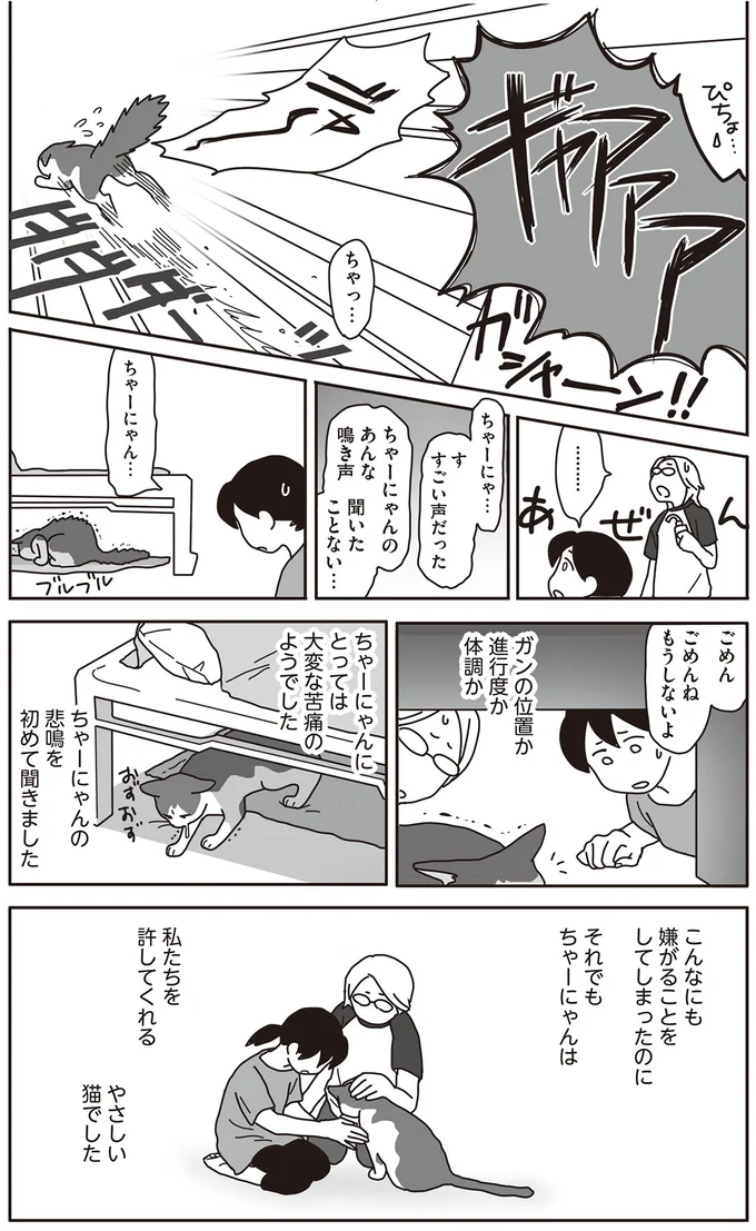 ついに始まった猫のガンの「自壊」。血だらけの口を洗ってあげたくて／世界一幸せな飼い主にしてくれた猫（6）