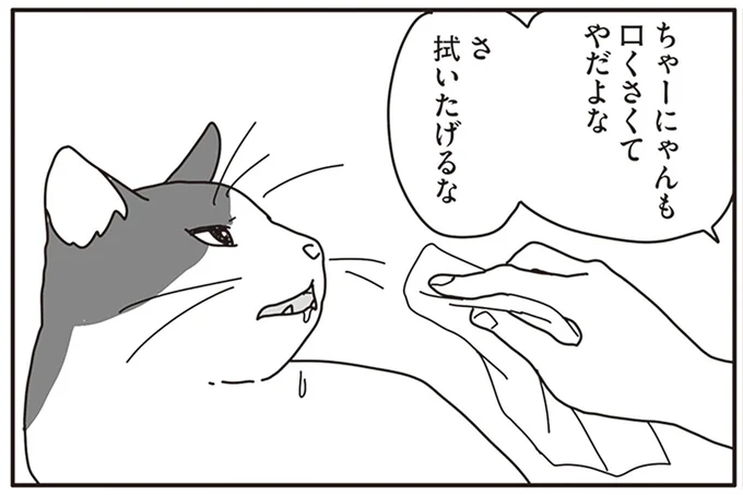 ガンで余命3カ月の猫のために。夫婦で取り組んだ看病の始まり／世界一幸せな飼い主にしてくれた猫（1）