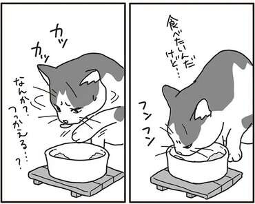 口内にガンが見つかった飼い猫。次第に食べづらそうになり...／世界一幸せな飼い主にしてくれた猫（1）