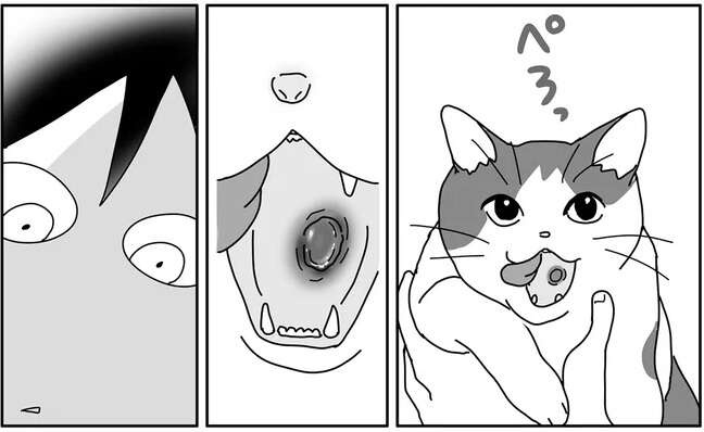 愛猫の口内に見つけた大きなできものが！ 気づいてあげられずごめん... ／世界一幸せな飼い主にしてくれた猫（1）