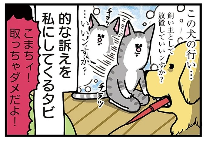 飼い主と犬の「心が通じ合った瞬間」。いや、これは嬉しくない…！／まめきちまめこニートの日常 こまちとタビ2（画像17/164枚目）