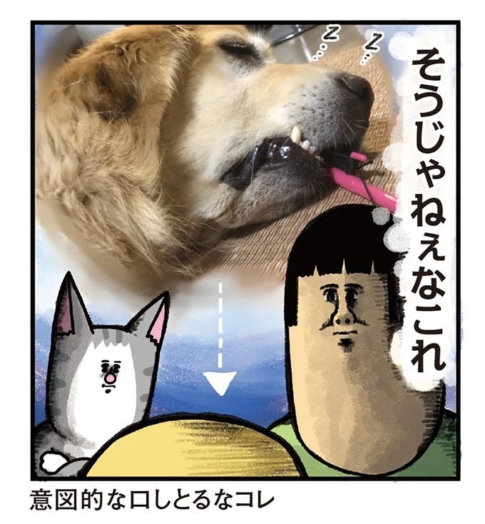 飼い主と犬の「心が通じ合った瞬間」。いや、これは嬉しくない…！／まめきちまめこニートの日常 こまちとタビ2（画像21/164枚目）