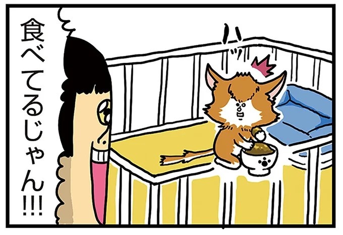 飼い主と犬の「心が通じ合った瞬間」。いや、これは嬉しくない…！／まめきちまめこニートの日常 こまちとタビ2（画像23/164枚目）