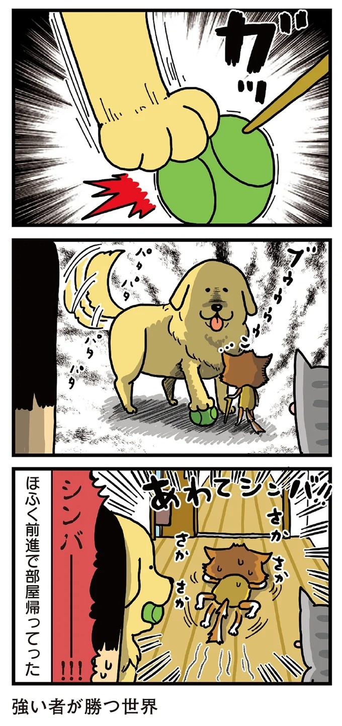 飼い主と犬の「心が通じ合った瞬間」。いや、これは嬉しくない…！／まめきちまめこニートの日常 こまちとタビ2（画像38/164枚目）