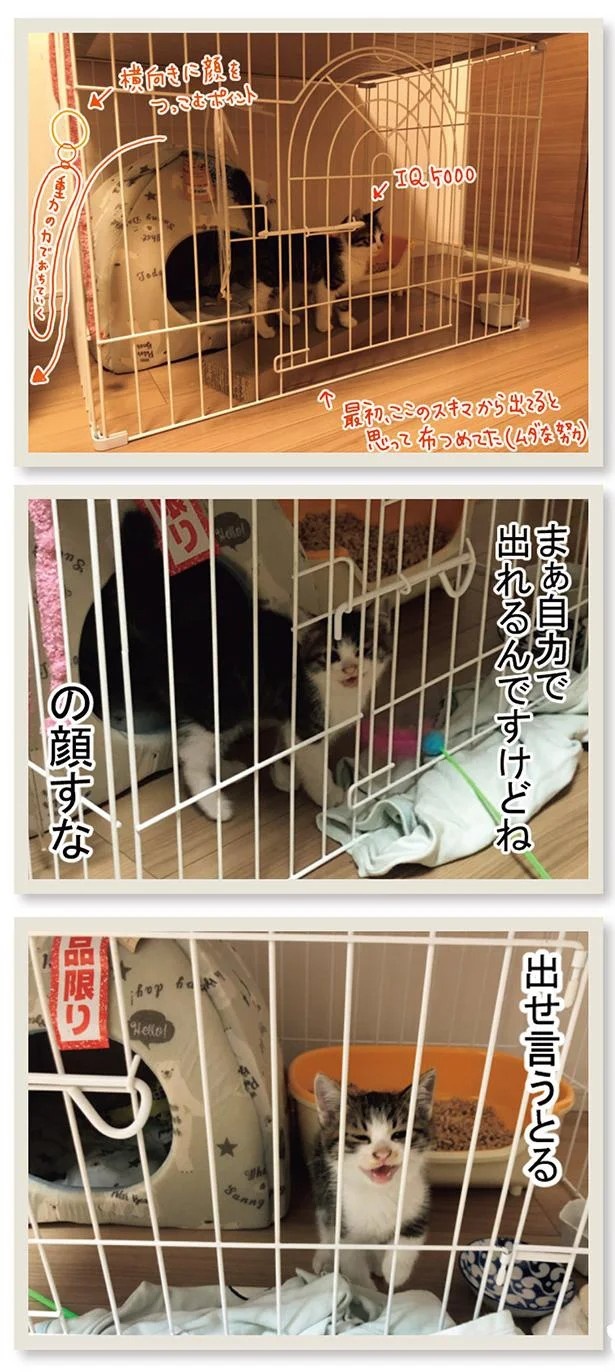 飼い主と犬の「心が通じ合った瞬間」。いや、これは嬉しくない…！／まめきちまめこニートの日常 こまちとタビ2（画像61/164枚目）