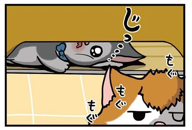 飼い主と犬の「心が通じ合った瞬間」。いや、これは嬉しくない…！／まめきちまめこニートの日常 こまちとタビ2（画像62/164枚目）