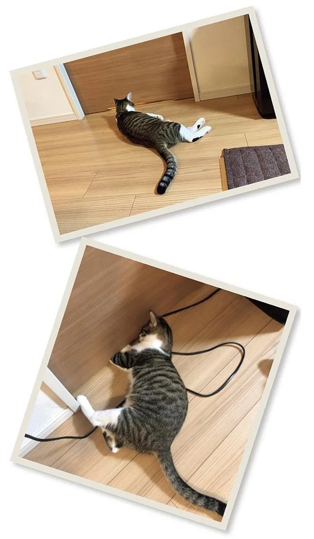 飼い主と犬の「心が通じ合った瞬間」。いや、これは嬉しくない…！／まめきちまめこニートの日常 こまちとタビ2（画像67/164枚目）