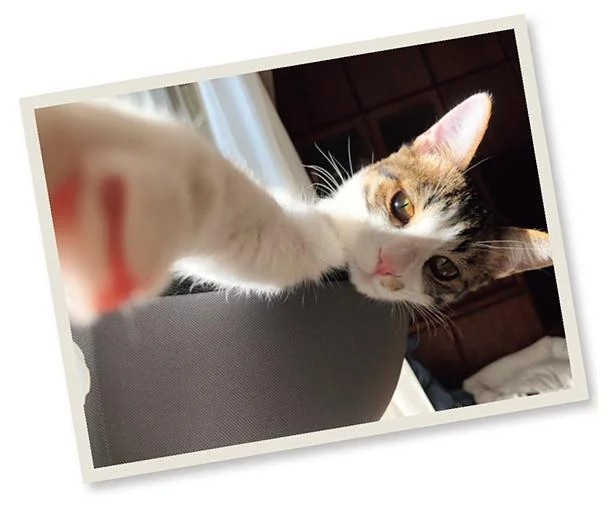 飼い主と犬の「心が通じ合った瞬間」。いや、これは嬉しくない…！／まめきちまめこニートの日常 こまちとタビ2（画像73/164枚目）