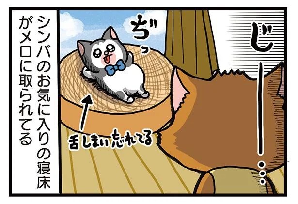 飼い主と犬の「心が通じ合った瞬間」。いや、これは嬉しくない…！／まめきちまめこニートの日常 こまちとタビ2（画像101/164枚目）