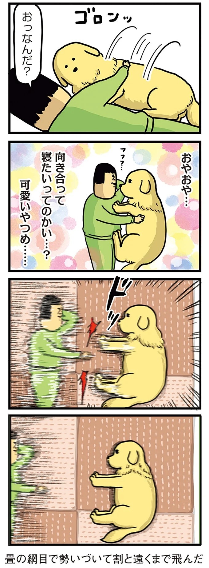 飼い主と犬の「心が通じ合った瞬間」。いや、これは嬉しくない…！／まめきちまめこニートの日常 こまちとタビ2（画像114/164枚目）