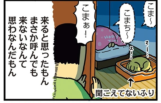 飼い主と犬の「心が通じ合った瞬間」。いや、これは嬉しくない…！／まめきちまめこニートの日常 こまちとタビ2（画像116/164枚目）