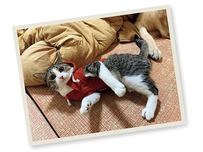 飼い主と犬の「心が通じ合った瞬間」。いや、これは嬉しくない…！／まめきちまめこニートの日常 こまちとタビ2（画像121/164枚目）