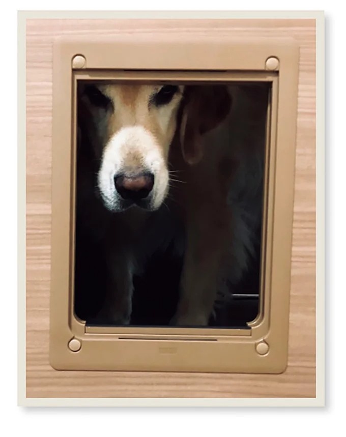飼い主と犬の「心が通じ合った瞬間」。いや、これは嬉しくない…！／まめきちまめこニートの日常 こまちとタビ2（画像127/164枚目）