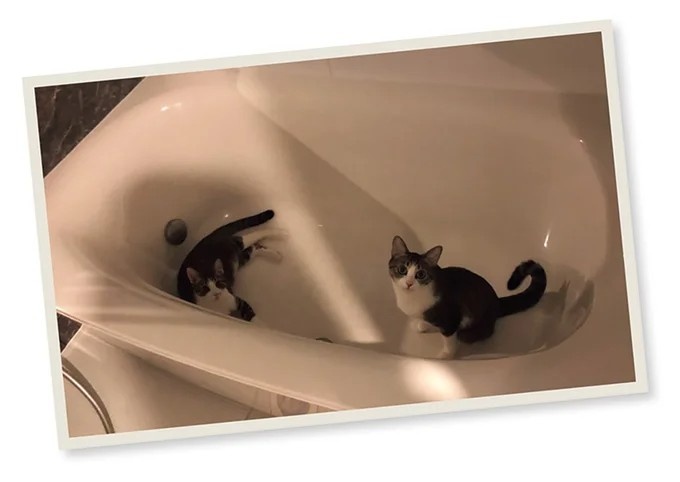 飼い主と犬の「心が通じ合った瞬間」。いや、これは嬉しくない…！／まめきちまめこニートの日常 こまちとタビ2（画像133/164枚目）