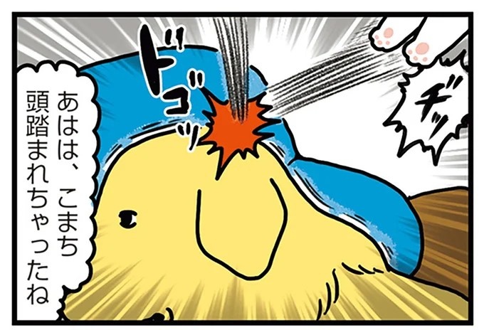 飼い主と犬の「心が通じ合った瞬間」。いや、これは嬉しくない…！／まめきちまめこニートの日常 こまちとタビ2（画像134/164枚目）