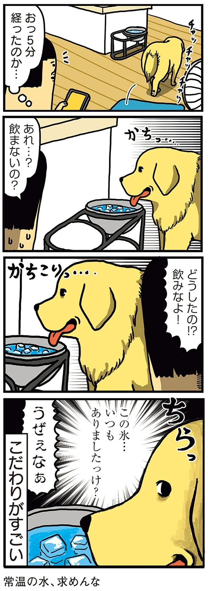 飼い主と犬の「心が通じ合った瞬間」。いや、これは嬉しくない…！／まめきちまめこニートの日常 こまちとタビ2（画像144/164枚目）