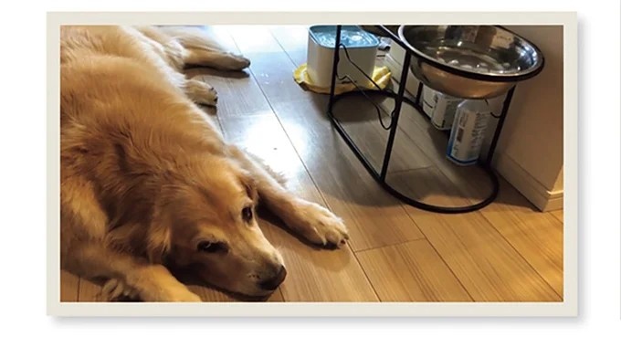 飼い主と犬の「心が通じ合った瞬間」。いや、これは嬉しくない…！／まめきちまめこニートの日常 こまちとタビ2（画像146/164枚目）