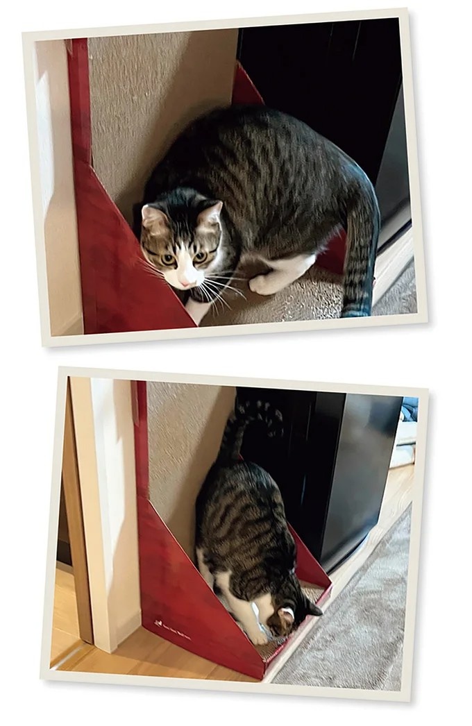 飼い主と犬の「心が通じ合った瞬間」。いや、これは嬉しくない…！／まめきちまめこニートの日常 こまちとタビ2（画像156/164枚目）