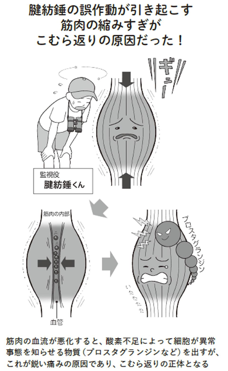  『こむら返りと手足のつりリセット法』より