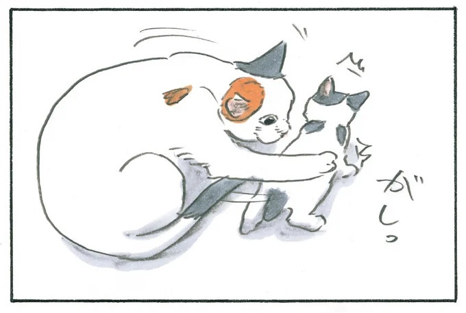 保護された子猫はすっかり家になじみました。先住猫からも可愛がられている…？／拾い猫のモチャ6（画像1/119枚目）