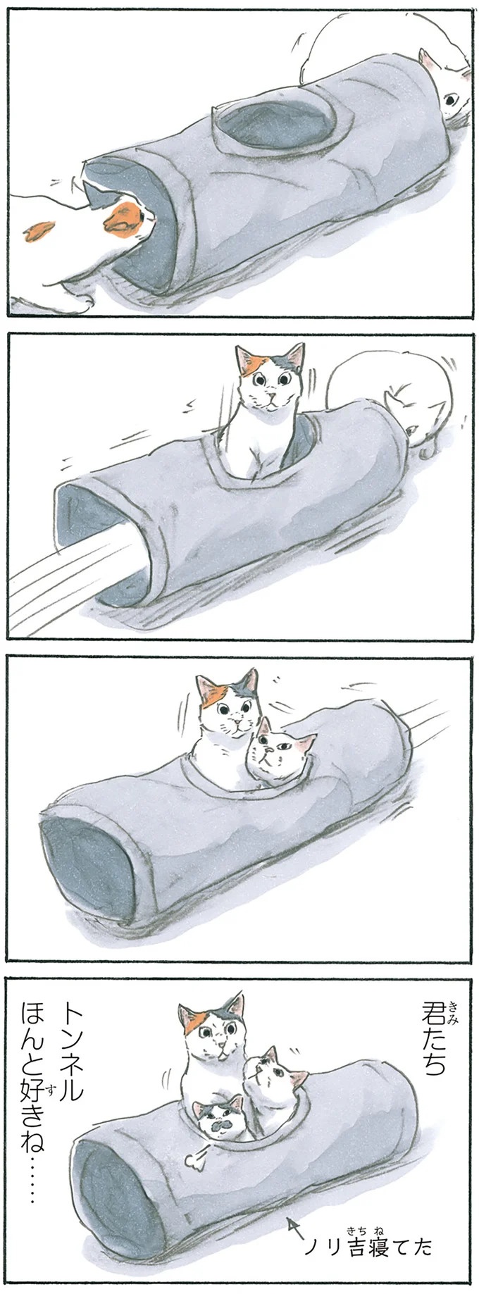 保護された子猫はすっかり家になじみました。先住猫からも可愛がられている…？／拾い猫のモチャ6（画像4/119枚目）