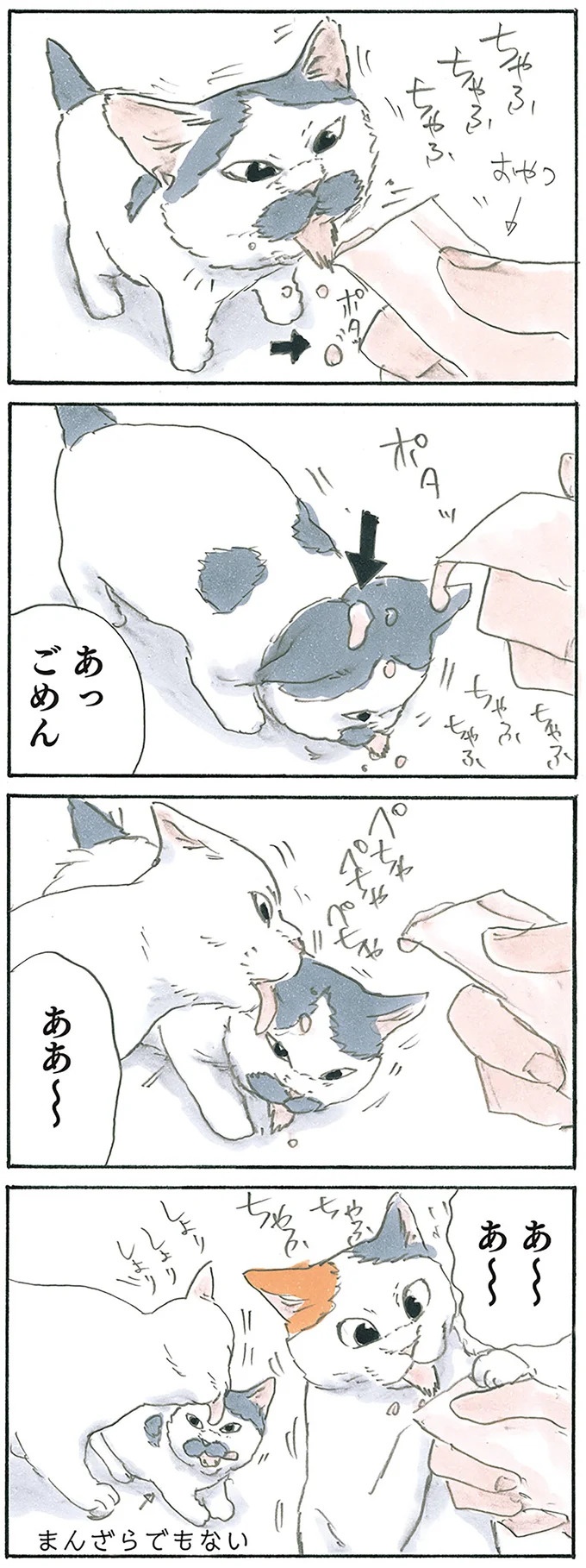 保護された子猫はすっかり家になじみました。先住猫からも可愛がられている…？／拾い猫のモチャ6（画像52/119枚目）