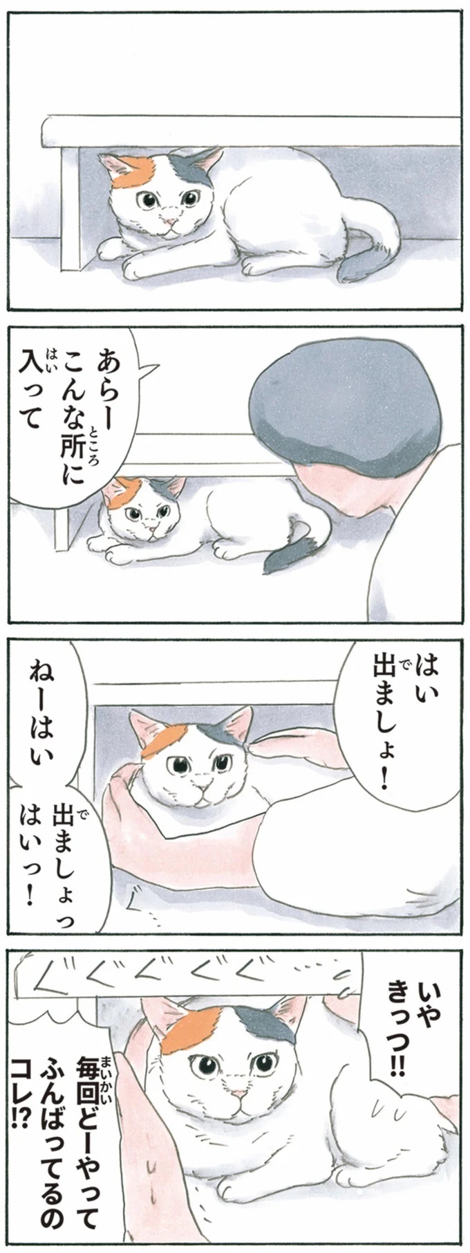 保護された子猫はすっかり家になじみました。先住猫からも可愛がられている…？／拾い猫のモチャ6（画像88/119枚目）